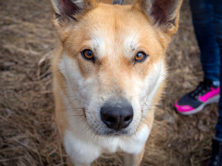 Beautiful ginger dog, close-up portrait of red male walking in a forest. Winter time. . Copy space