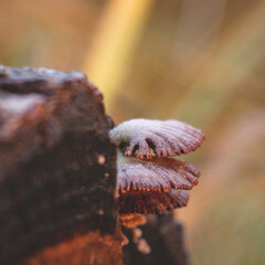 three Schizophyllum Commune Fungus or Split-gill Mushrooms Growing on the Tree Bark