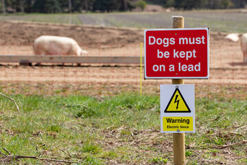 'Dogs must be kept on a lead' sign in front of outdoor reared Suffolk pigs. There is also a warning sign for an electric fence that is used to keep the pigs in