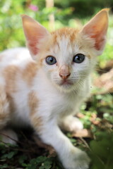 little kitten on the grass
