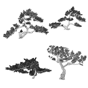 Set of Bonsai trees. Hand drawn black white plants illustration set on a white background, isolated. Tray planting of mini tree hobby. Collection of Bonsai Japanese trees grown in containers. Vector.