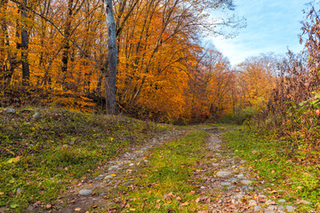 unpaved rocky road in the autumn forest