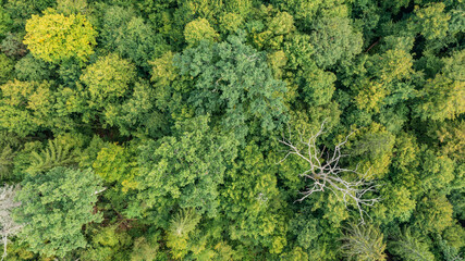 Topl view of mixed tree stand