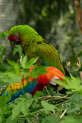 AVES