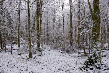 Wintertime landscape of snowy coniferous stand