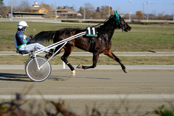 trotting horse race with sulky in the hippodrome
