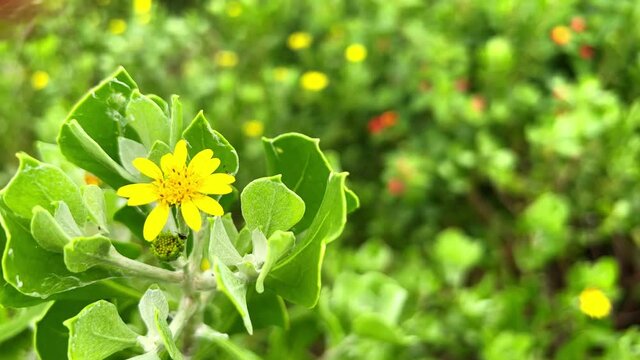A specimen of the noxious weed, the Bitou bush, which has become the worst weed pest anywhere along the coastline of Australia.
