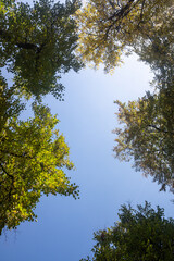 Autumn landscape, trees with bright leaves against the sky.