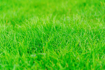 Juicy Green grass grows on the lawn in the park, selective focus