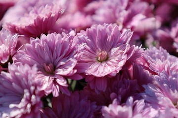 Fototapeta premium Pink chrysanthemums close up. Wonderful flower petals with dew in the sunlight. Top view.
