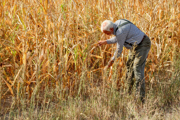 The old experienced farmer looks worriedly at his dried corn field. Due to climate change, it has...