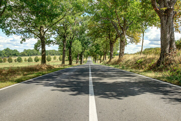 Obraz premium Endless road between the trees. Such beautiful tree avenues can still be found today in eastern Germany.