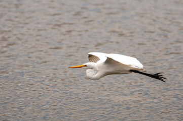 Great White Egret in Fight