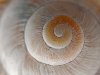 Poster Snail shell of a Roman snail © scubaluna