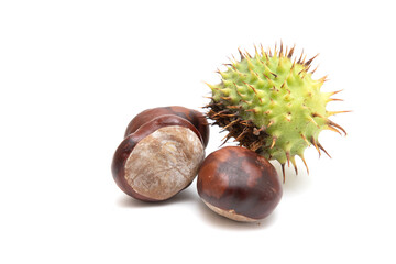 Chestnut fruits in husks on a white background.
