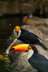 Fototapeta premium TUCAN