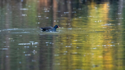 bird, ente, wasser, see, natur, teich, wild lebende tiere, tier, bird, baden,