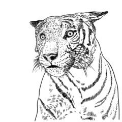 Tiger face illustration. Black and white tiger head. Portrait of big wild cat, hand drawing in details. Vector.
