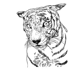 Tiger face illustration. Black and white tiger head. Portrait of big wild cat, hand drawing in details. Vector.