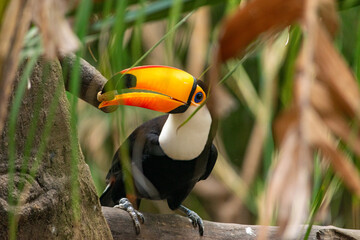 Fototapeta premium TUCAN