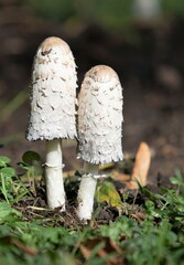 White toadstools on a bright green background, nature.