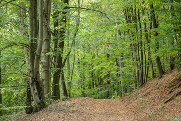 Romantic forest path through dense mixed forests, whose foliage shines bright green from the sun.