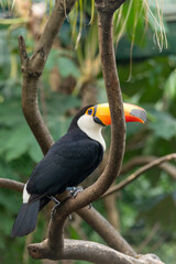 TUCAN