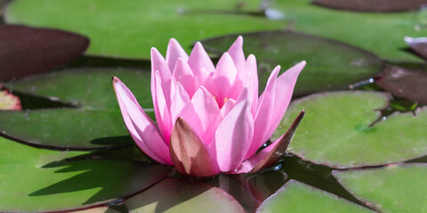 Pink water lily (Nymphaea) close-up among green leaves in bright sun