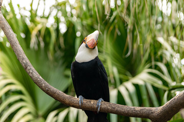 TUCAN