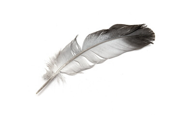 bird feather on a white background.