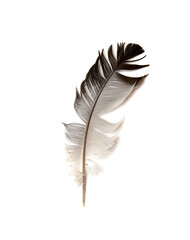 bird feather on a white background.