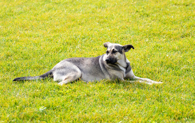 Big dog lies on green grass, nature.