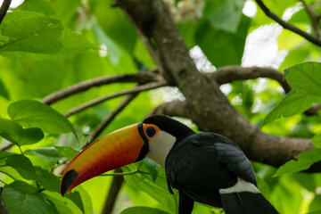 TUCAN
