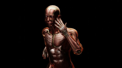 Fototapeta na wymiar 3d illustration of muscular system of running man, muscle and bone Anatomy while run, human physical and sport, joggers, running man, medically accurate, fitness, 3d render