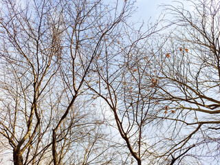 Fototapeta na wymiar Autumn, tree against the blue sky, bottom view.