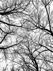 black tree branches on white background, background for halloween