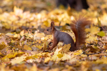 Naklejka na ściany i meble Squirrel in the forest, autumn landscape.