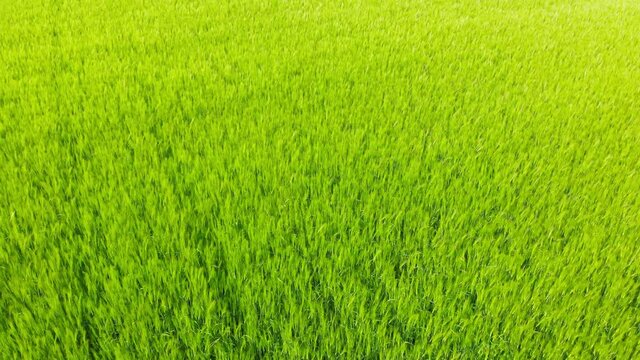 green grass texture field from drone