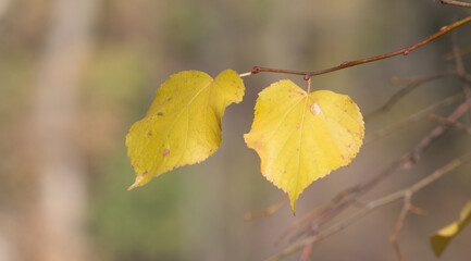 Autumn landscape, trees with bright leaves against the sky.