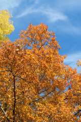 Fototapeta na wymiar Bright autumn orange leaves on a tree against the background of the sky.