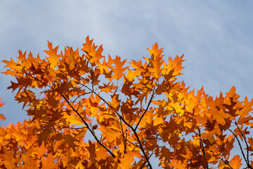 Naklejka na ściany i meble Bright autumn orange leaves on a tree against the background of the sky.