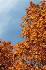 Fototapeta na wymiar Bright autumn orange leaves on a tree against the background of the sky.