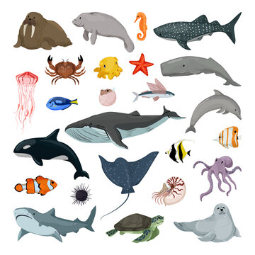 Collection of marine life. Animals living in the sea and the ocean. Flat illustrations.
