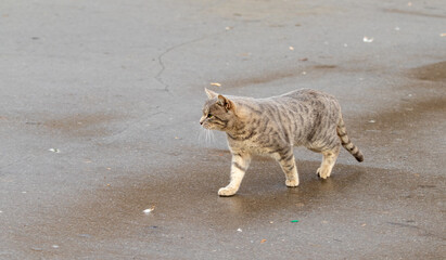 Gray cat on the street.
