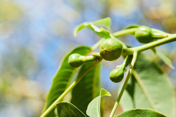Ceiba speciosa foliage and fruit.  Chorisia Speciosa silk floss tree