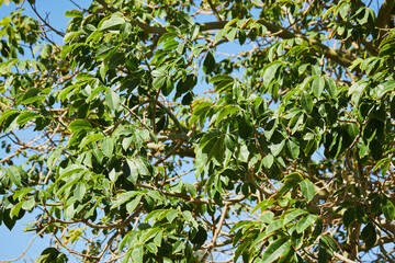 Ceiba speciosa foliage.  Chorisia Speciosa silk floss tree