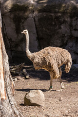 Grey feathery green banded ostrich walking through trees