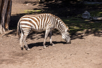 Fototapeta na wymiar Black and white striped zebra grazes on a small patch of grass