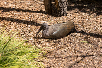 Ibis lies resting curled up in the sun on a wooded path