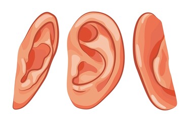 Ear rear and front view, side view. Ear human. Vector illustration isolated on white background.